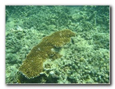 Taveuni-Island-Fiji-Underwater-Snorkeling-Pictures-050