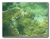 Taveuni-Island-Fiji-Underwater-Snorkeling-Pictures-055