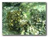 Taveuni-Island-Fiji-Underwater-Snorkeling-Pictures-056