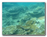 Taveuni-Island-Fiji-Underwater-Snorkeling-Pictures-058