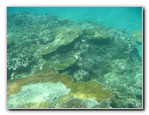 Taveuni-Island-Fiji-Underwater-Snorkeling-Pictures-059
