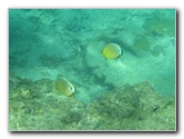 Taveuni-Island-Fiji-Underwater-Snorkeling-Pictures-060