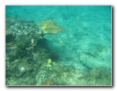 Taveuni-Island-Fiji-Underwater-Snorkeling-Pictures-061