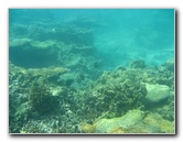Taveuni-Island-Fiji-Underwater-Snorkeling-Pictures-063