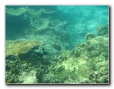 Taveuni-Island-Fiji-Underwater-Snorkeling-Pictures-064