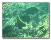 Taveuni-Island-Fiji-Underwater-Snorkeling-Pictures-065
