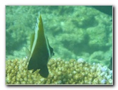 Taveuni-Island-Fiji-Underwater-Snorkeling-Pictures-066