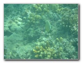 Taveuni-Island-Fiji-Underwater-Snorkeling-Pictures-070