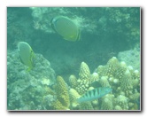 Taveuni-Island-Fiji-Underwater-Snorkeling-Pictures-071