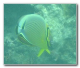 Taveuni-Island-Fiji-Underwater-Snorkeling-Pictures-072