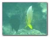 Taveuni-Island-Fiji-Underwater-Snorkeling-Pictures-073