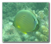 Taveuni-Island-Fiji-Underwater-Snorkeling-Pictures-074