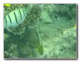 Taveuni-Island-Fiji-Underwater-Snorkeling-Pictures-075