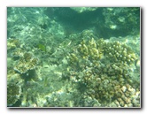 Taveuni-Island-Fiji-Underwater-Snorkeling-Pictures-077