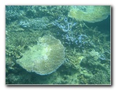 Taveuni-Island-Fiji-Underwater-Snorkeling-Pictures-084