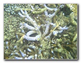 Taveuni-Island-Fiji-Underwater-Snorkeling-Pictures-086