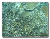Taveuni-Island-Fiji-Underwater-Snorkeling-Pictures-088
