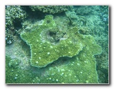 Taveuni-Island-Fiji-Underwater-Snorkeling-Pictures-091