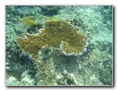 Taveuni-Island-Fiji-Underwater-Snorkeling-Pictures-093