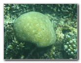 Taveuni-Island-Fiji-Underwater-Snorkeling-Pictures-094