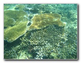 Taveuni-Island-Fiji-Underwater-Snorkeling-Pictures-095