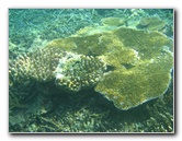 Taveuni-Island-Fiji-Underwater-Snorkeling-Pictures-096
