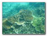Taveuni-Island-Fiji-Underwater-Snorkeling-Pictures-098