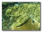 Taveuni-Island-Fiji-Underwater-Snorkeling-Pictures-102