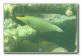 Taveuni-Island-Fiji-Underwater-Snorkeling-Pictures-104