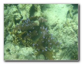 Taveuni-Island-Fiji-Underwater-Snorkeling-Pictures-109