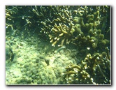 Taveuni-Island-Fiji-Underwater-Snorkeling-Pictures-110