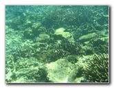 Taveuni-Island-Fiji-Underwater-Snorkeling-Pictures-114