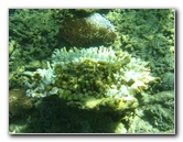 Taveuni-Island-Fiji-Underwater-Snorkeling-Pictures-115