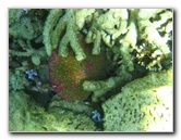 Taveuni-Island-Fiji-Underwater-Snorkeling-Pictures-116