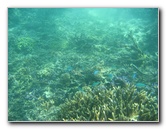 Taveuni-Island-Fiji-Underwater-Snorkeling-Pictures-121
