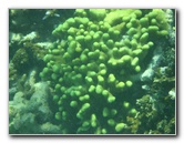 Taveuni-Island-Fiji-Underwater-Snorkeling-Pictures-122