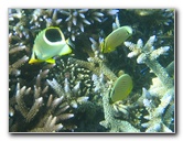 Taveuni-Island-Fiji-Underwater-Snorkeling-Pictures-131