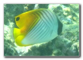 Taveuni-Island-Fiji-Underwater-Snorkeling-Pictures-136