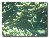 Taveuni-Island-Fiji-Underwater-Snorkeling-Pictures-139