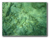 Taveuni-Island-Fiji-Underwater-Snorkeling-Pictures-143