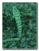 Taveuni-Island-Fiji-Underwater-Snorkeling-Pictures-144