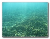 Taveuni-Island-Fiji-Underwater-Snorkeling-Pictures-145