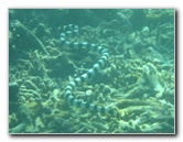Taveuni-Island-Fiji-Underwater-Snorkeling-Pictures-146