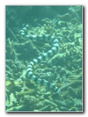 Taveuni-Island-Fiji-Underwater-Snorkeling-Pictures-147