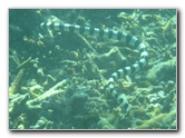 Taveuni-Island-Fiji-Underwater-Snorkeling-Pictures-149