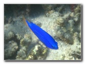 Taveuni-Island-Fiji-Underwater-Snorkeling-Pictures-150