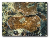 Taveuni-Island-Fiji-Underwater-Snorkeling-Pictures-152