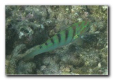 Taveuni-Island-Fiji-Underwater-Snorkeling-Pictures-153