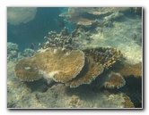Taveuni-Island-Fiji-Underwater-Snorkeling-Pictures-155
