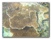 Taveuni-Island-Fiji-Underwater-Snorkeling-Pictures-156